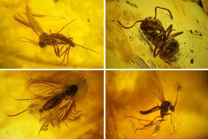 Detailed Fossil Ant (Formicidae) & Flies (Diptera) in Baltic Amber #145391